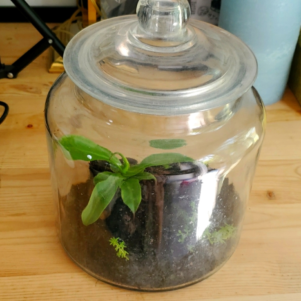 Large Glass Teranium Jar with lid